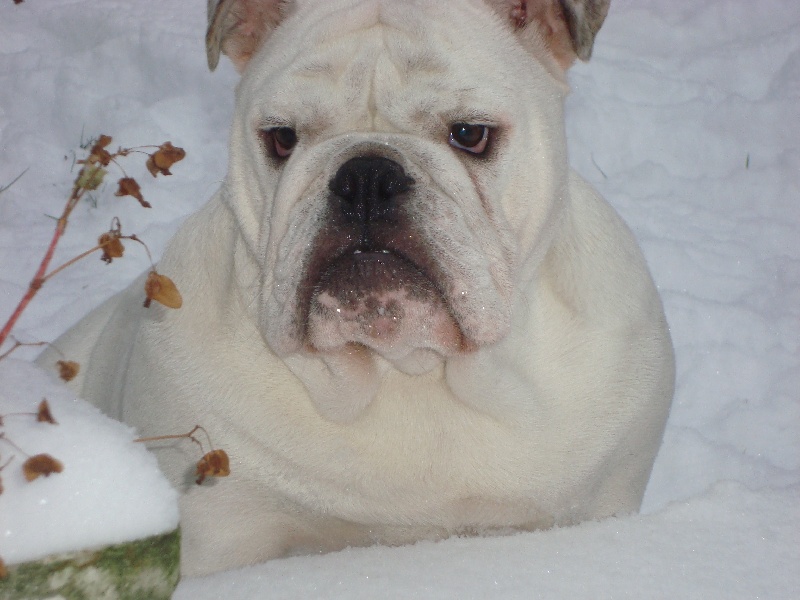 Irkobianco Bullscker