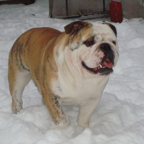 Harlem Bullscker